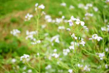 Beautiful white Radish Flower. Radish flower bloom. Closeup radish flower with green leaves in the spring, also known by its common name Virginia stock. Radish flower blooming in nature