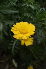 Bright Yellow Crown Daisy, Close-up of a Bright yellow crown daisy flower, blooming in nature,...
