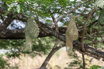 There are many bird nests in the trees in the middle of a single big tree.