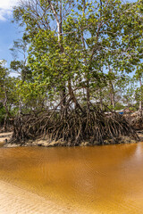 Barra velha beach at Soure, Marajo in Para, Brazil. Beautiful beach and mangrove trees with their...