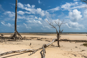 Barra velha beach at Soure, Marajo in Para, Brazil. Beautiful beach and mangrove trees with their...