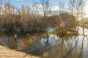 Sumba, Indonesia – 07. 07. 2025 – Not far from Waingapu city center, the dried-up mangrove trees look beautiful bathed in the late afternoon sun, their shadows reflected on the seawater