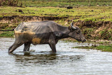 Water Buffalos at a rural property called Fazenda at Soure in Marajo Island, Brazil.