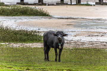 Water Buffalos at a rural property called Fazenda at Soure in Marajo Island, Brazil.