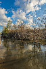 Sumba, Indonesia – 07. 07. 2025 – Not far from Waingapu city center, the dried-up mangrove trees look beautiful bathed in the late afternoon sun, their shadows reflected on the seawater