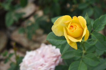 Beautiful yellow rose flower closeup in garden, A very beautiful rose flower bloomed on the rose...