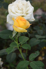 Beautiful yellow rose flower closeup in garden, A very beautiful rose flower bloomed on the rose tree, Rose flower, bloom flowers, Natural spring flower, Nature floral background,