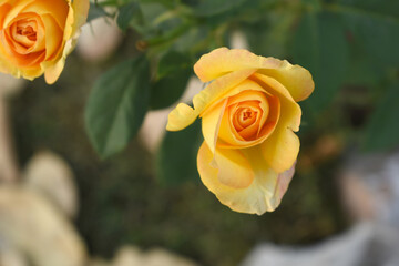Beautiful yellow rose flower closeup in garden, A very beautiful rose flower bloomed on the rose...