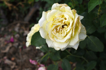 Beautiful white yellow rose flower closeup in garden, A very beautiful white yellow rose flower bloomed on the rose tree, Rose flower closeup, bloom flowers, Natural spring flower floral background