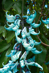 翡翠葛　ヒスイカズラ