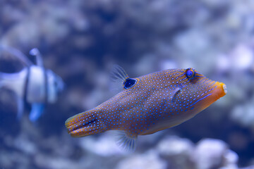 Canthigaster solandri est un poisson membre de la famille du poisson-globe