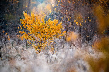 Yellow Tree in Autumn Wilderness
