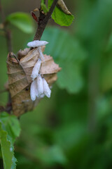 Die Puppen eines Kleinschmetterlings an einem Blatt.