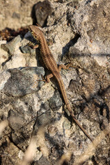 Eine Zauneidechse an einer Wand.