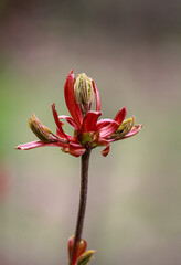 Junge Triebe eines Rotahorn.