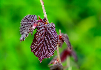 Die roten Blätter des Lambertshasel.