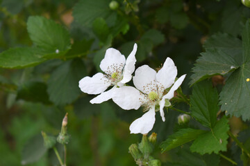 Blackberry flowers blooming in the garden, Beautiful in spring bloom garden. Blackberry bush with white flowers, Blossoming blackberry bush and bee, sunny spring day, Chakwal, Punjab, Pakistan