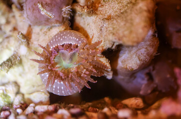 Eine Sandanemone im Meerwasseraquarium.
