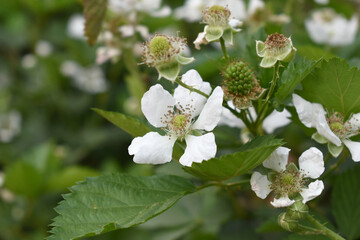 Blackberry flowers blooming in the garden, Beautiful in spring bloom garden. Blackberry bush with white flowers, Blossoming blackberry bush and bee, sunny spring day, Chakwal, Punjab, Pakistan