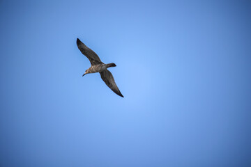 Eine Möwe an der Ostsee.