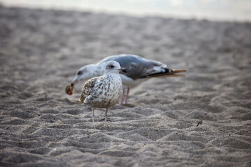 Eine möwe am Strand der Ostsee.