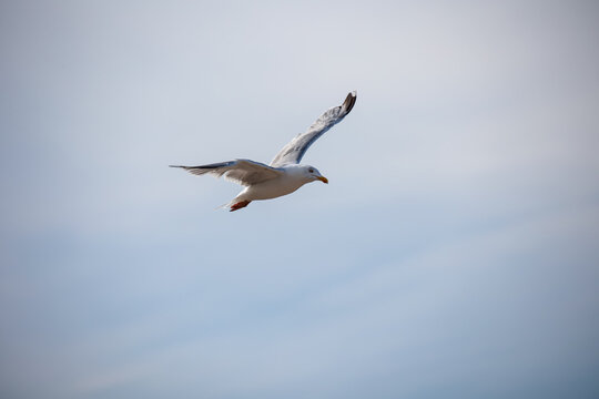Eine M&ouml;we an der Ostsee.