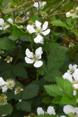 Blackberry flowers blooming in the garden, Beautiful in spring bloom garden. Blackberry bush with white flowers, Blossoming blackberry bush and bee, sunny spring day, Chakwal, Punjab, Pakistan