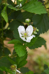 Blackberry flowers blooming in the garden, Beautiful in spring bloom garden. Blackberry bush with white flowers, Blossoming blackberry bush and bee, sunny spring day, Chakwal, Punjab, Pakistan
