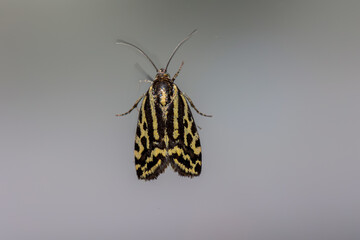 Ein Ackerwinden-Bunteulchen an einer Scheibe.