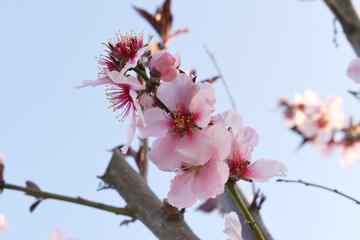 Beautiful Pink Peach Blossoms in a Garden, Pink Peach Flowers Blooming on Peach Tree, Beautiful peach flowers close up - as background, Flowering branch of fruit flower closeup