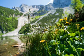 Yellow flowers with mountain and lake backdrop.