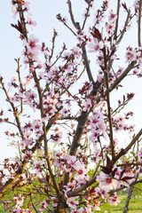 Beautiful Pink Peach Blossoms in a Garden, Pink Peach Flowers Blooming on Peach Tree, Beautiful peach flowers close up - as background, Flowering branch of fruit flower closeup