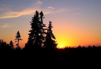 Fototapeta premium Silhouetted forest, vibrant sunset, rising fog, tranquil scene, atmospheric, dramatic