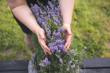 Person holding a bunch of vibrant purple lavender flowers in the hands. Close-up of hands gently holding a bunch of fresh lavender flowers in a summer garden setting. Soft focus and a sense of calm.