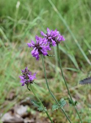 Fleurs violettes en épi d' Epiaire officinale,  Common hedge-nettle (Betonica officinalis)...