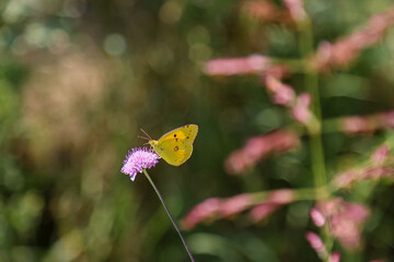 Ein Schmetterling auf Kreta.