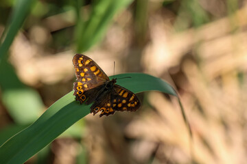 Ein Schmetterling auf Kreta.