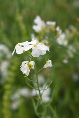Beautiful white Radish Flower. Radish flower bloom. Closeup radish flower with green leaves in the spring, also known by its common name Virginia stock. Radish flower blooming in nature