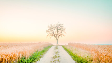 Fototapeta premium Golden light bathes a lone tree in a vast field, where a winding road disappears into the scenic horizon under a beautiful sunset sky