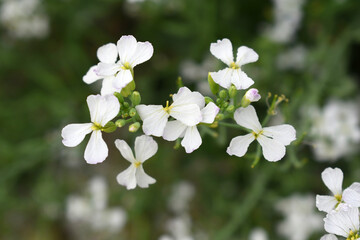 Beautiful white Radish Flower. Radish flower bloom. Closeup radish flower with green leaves in the spring, also known by its common name Virginia stock. Radish flower blooming in nature