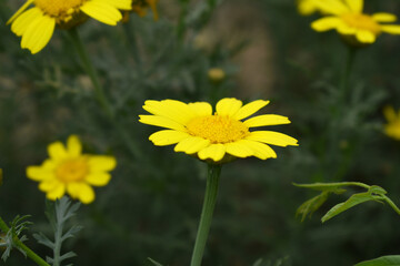 Bright Yellow Crown Daisy, Close-up of a Bright yellow crown daisy flower, blooming in nature, Close-up shot of beautiful yellow Crown Daisy flower (Chrysanthemum coronarium), Crown Daisy,