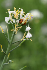 Beautiful white Radish Flower. Radish flower bloom. Closeup radish flower with green leaves in the spring, also known by its common name Virginia stock. Radish flower blooming in nature