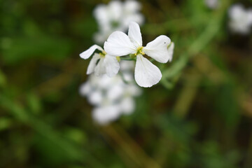 Beautiful white Radish Flower. Radish flower bloom. Closeup radish flower with green leaves in the spring, also known by its common name Virginia stock. Radish flower blooming in nature