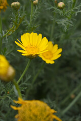 Bright Yellow Crown Daisy, Close-up of a Bright yellow crown daisy flower, blooming in nature, Close-up shot of beautiful yellow Crown Daisy flower (Chrysanthemum coronarium), Crown Daisy,