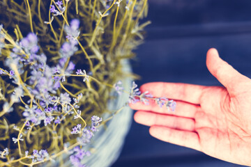 Female hand gently touches a sprig of vibrant purple lavender flowers. The fingers gently touches lavender plant twigs. The flowers are a vibrant purple against a dark background. Floral shop.
