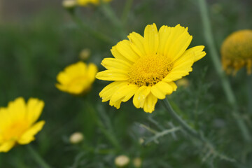 Bright Yellow Crown Daisy, Close-up of a Bright yellow crown daisy flower, blooming in nature, Close-up shot of beautiful yellow Crown Daisy flower (Chrysanthemum coronarium), Crown Daisy,