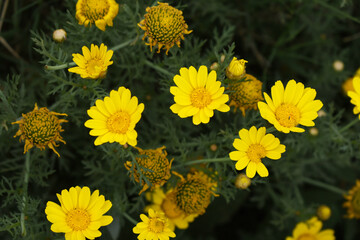 Bright Yellow Crown Daisy, Close-up of a Bright yellow crown daisy flower, blooming in nature,...