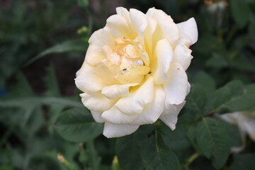 Beautiful white yellow rose flower closeup in garden, A very beautiful white yellow rose flower...