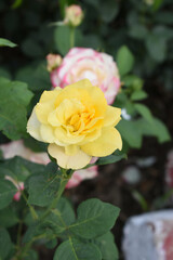 Beautiful yellow rose flower closeup in garden, A very beautiful rose flower bloomed on the rose tree, Rose flower, bloom flowers, Natural spring flower, Nature floral background,