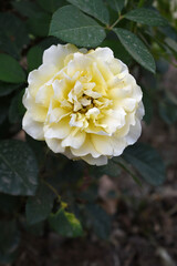 Beautiful white yellow rose flower closeup in garden, A very beautiful white yellow rose flower bloomed on the rose tree, Rose flower closeup, bloom flowers, Natural spring flower floral background